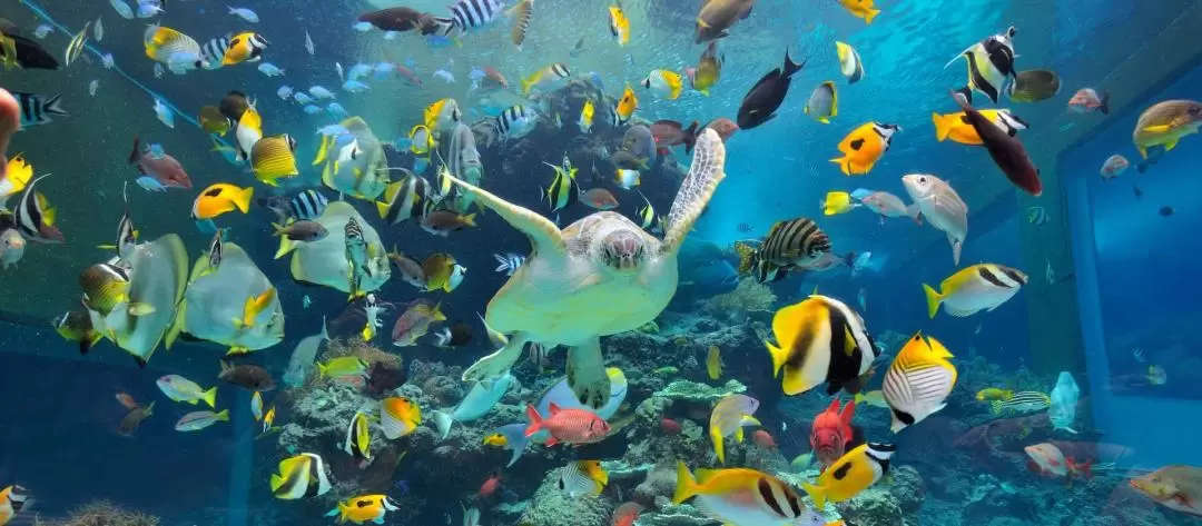 Churaumi Aquarium