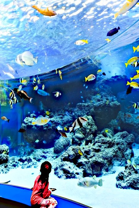 Experience Underwater Adventure