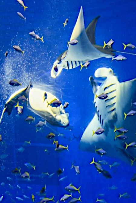 Experience Underwater Adventure