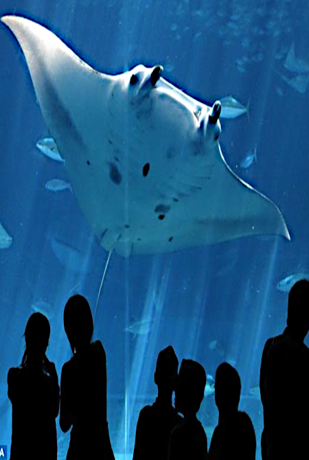 Experience Underwater Adventure