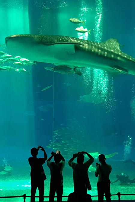 Experience Underwater Adventure