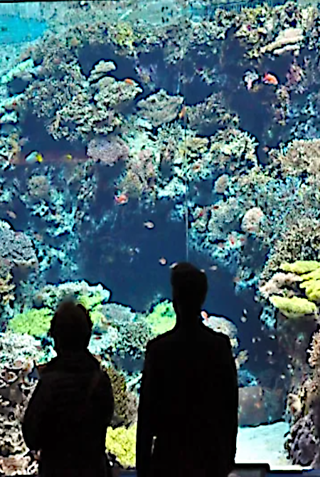 Experience Underwater Adventure